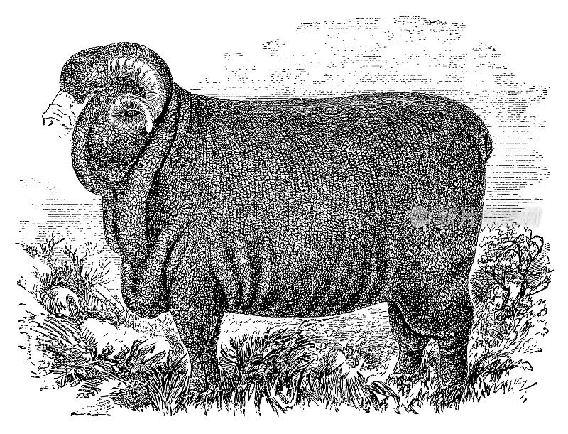 美利奴羊|古董动物插图